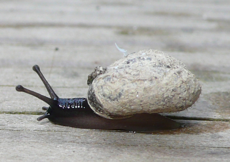 Piccole e pelose (Pseudotrichia rubiginosa)