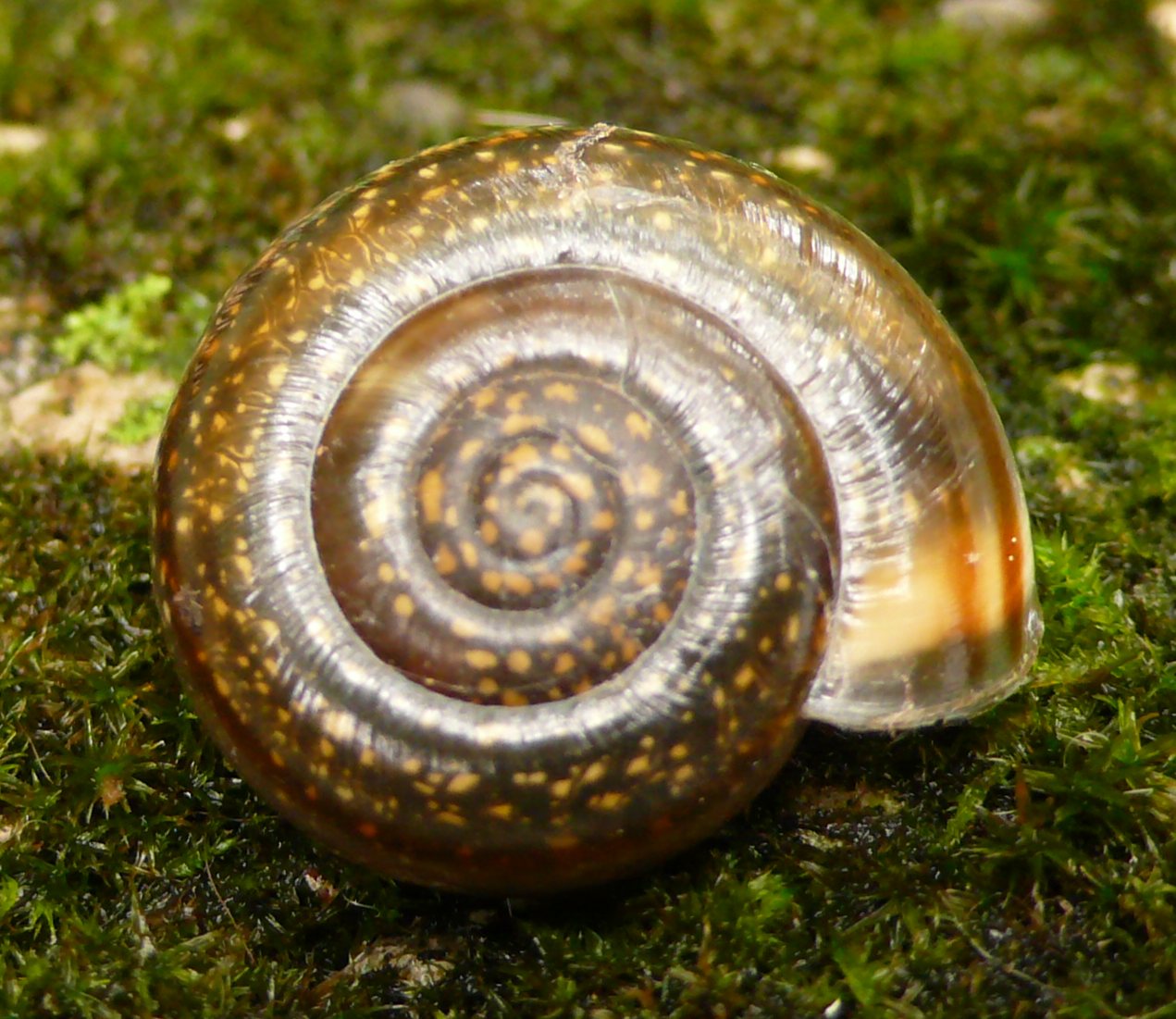 Chilostoma (Faustina) illyricum