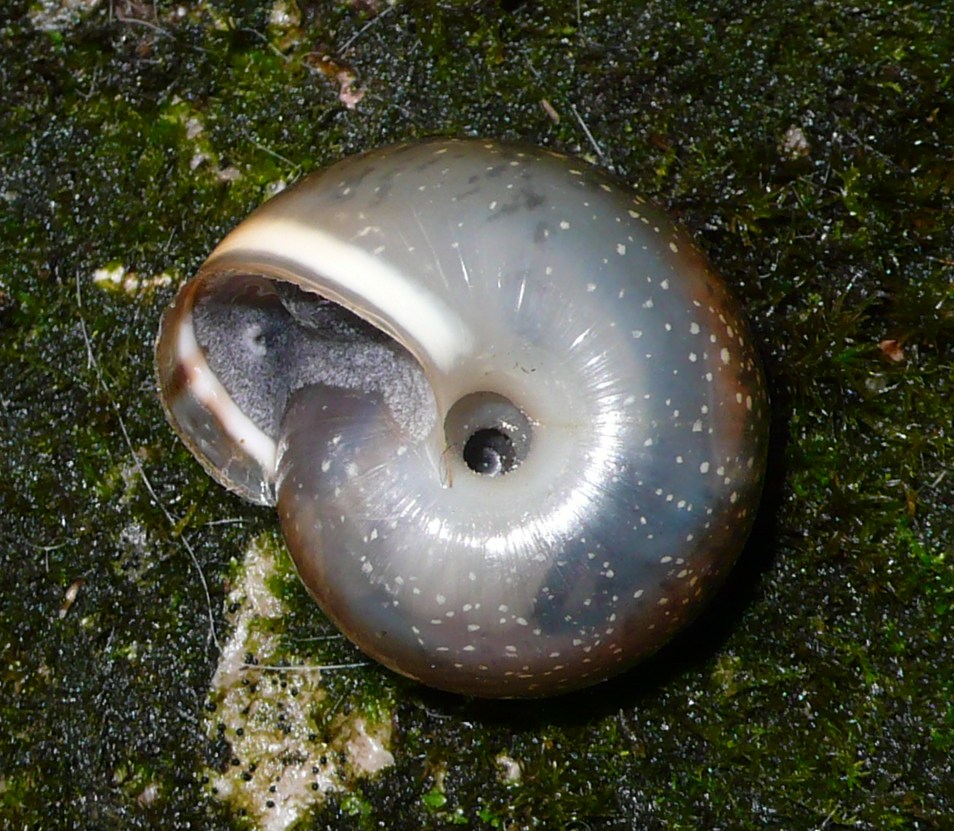 Chilostoma (Faustina) illyricum