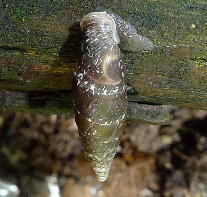 Clausilia