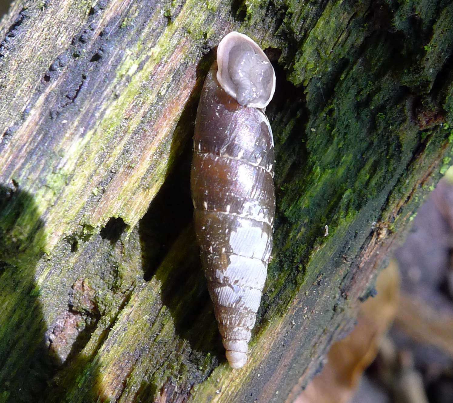 Clausilia