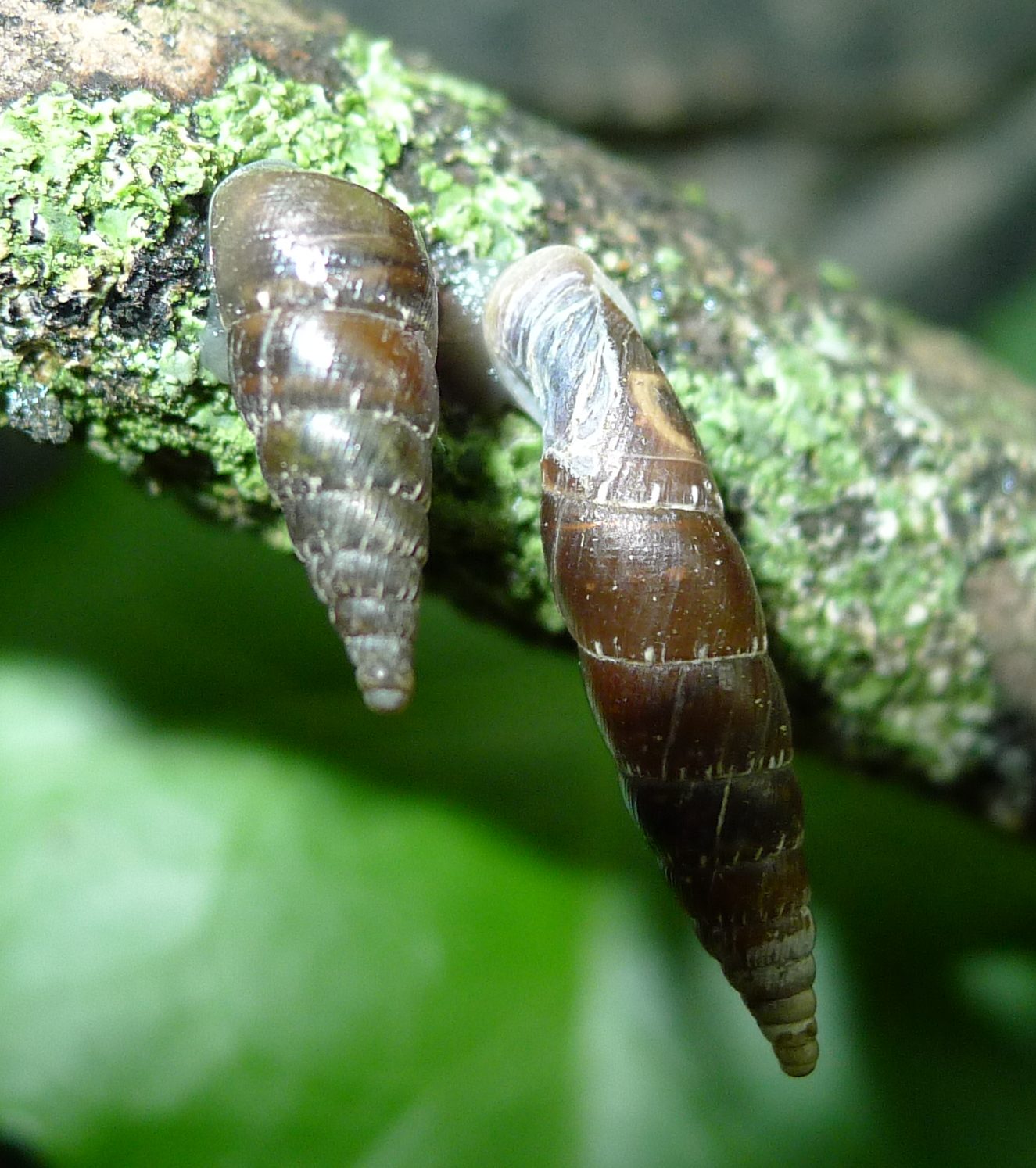 Clausilia