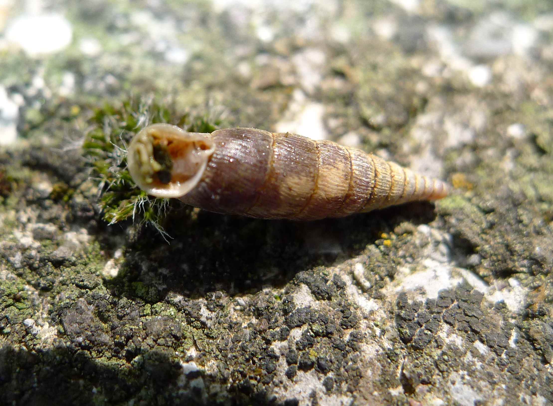 Clausilia: si arriva al genere?