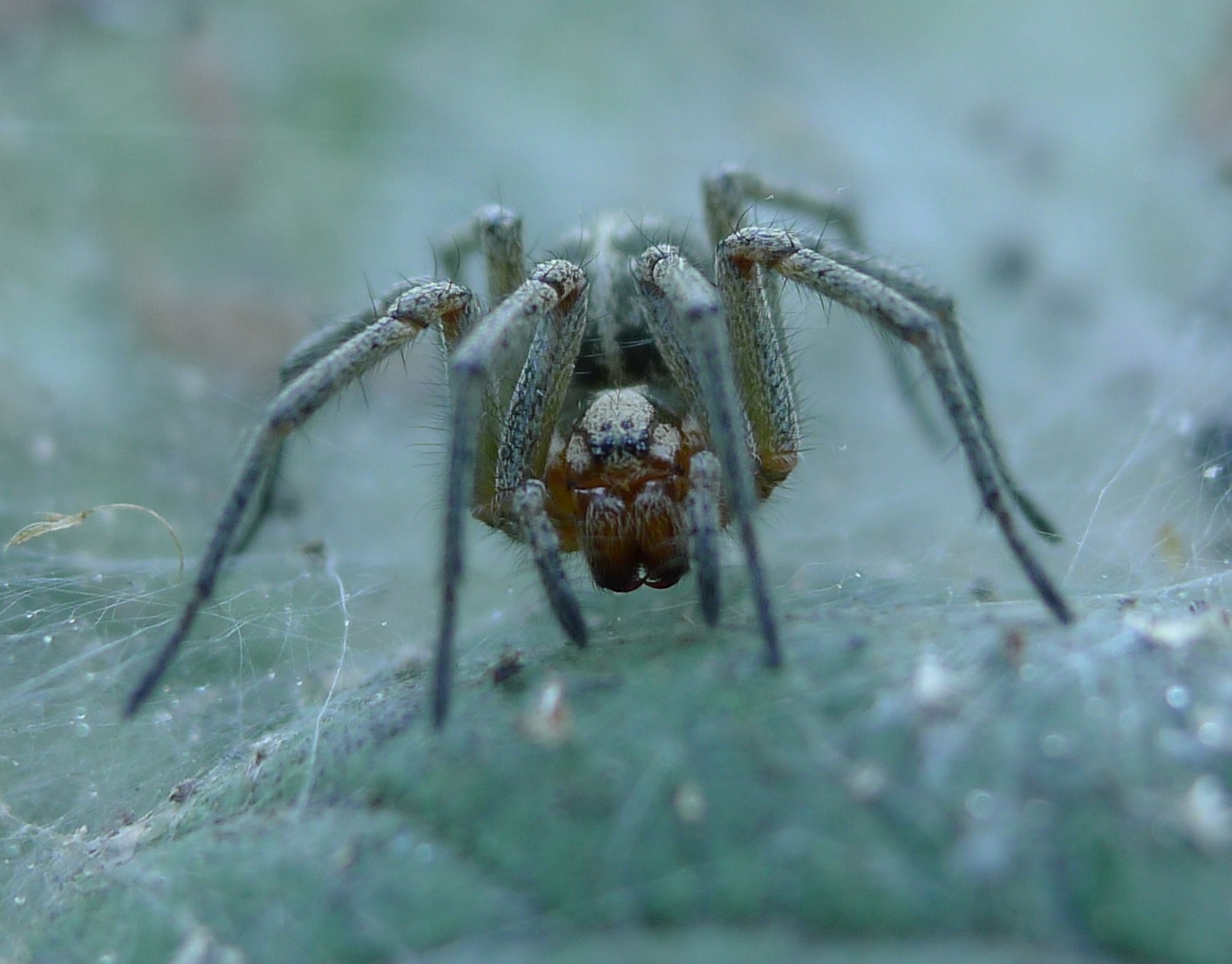 Agelena cf. labyrinthica