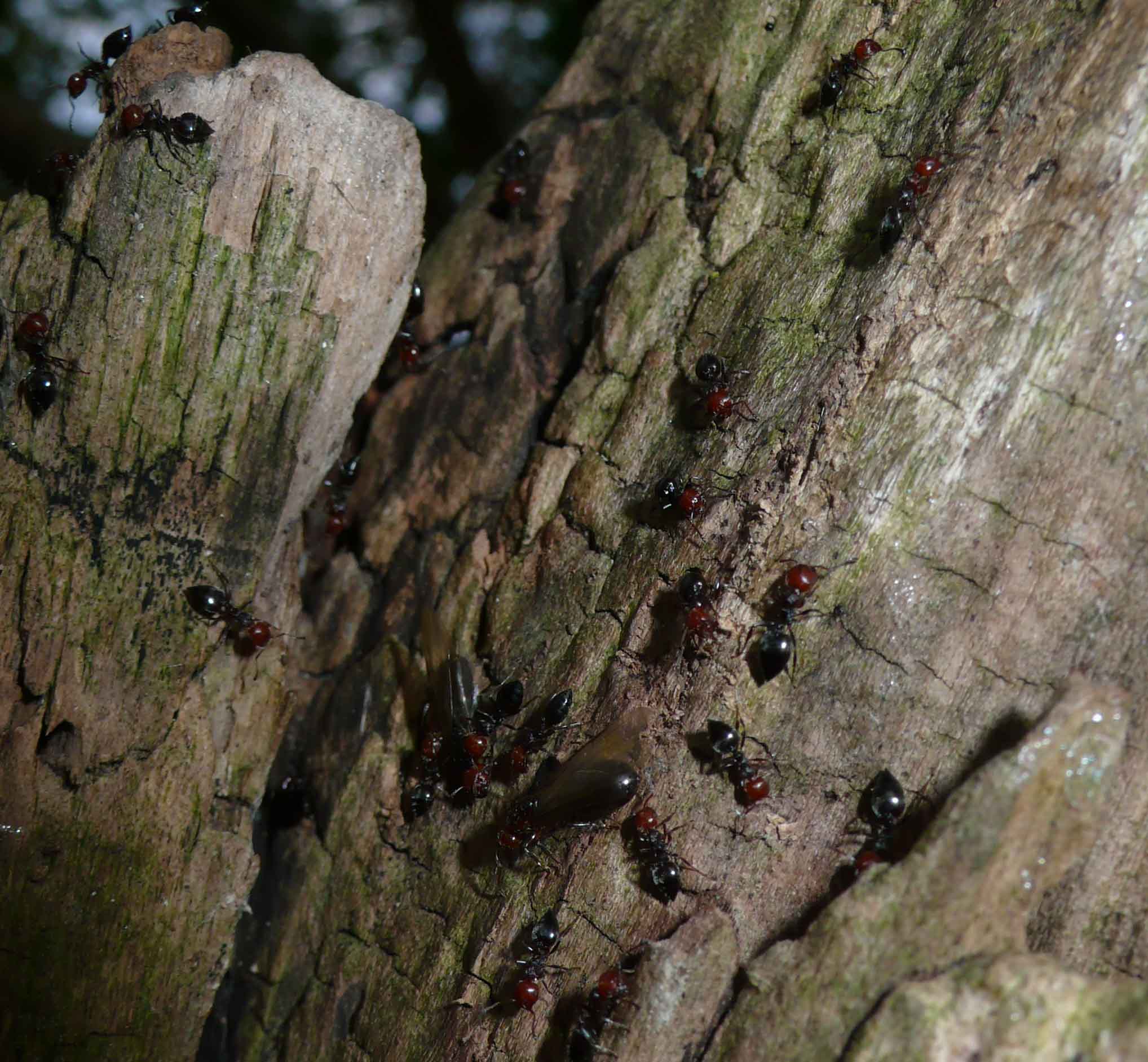 Formiche rosso/nere: Sciamatura Crematogaster scutellaris