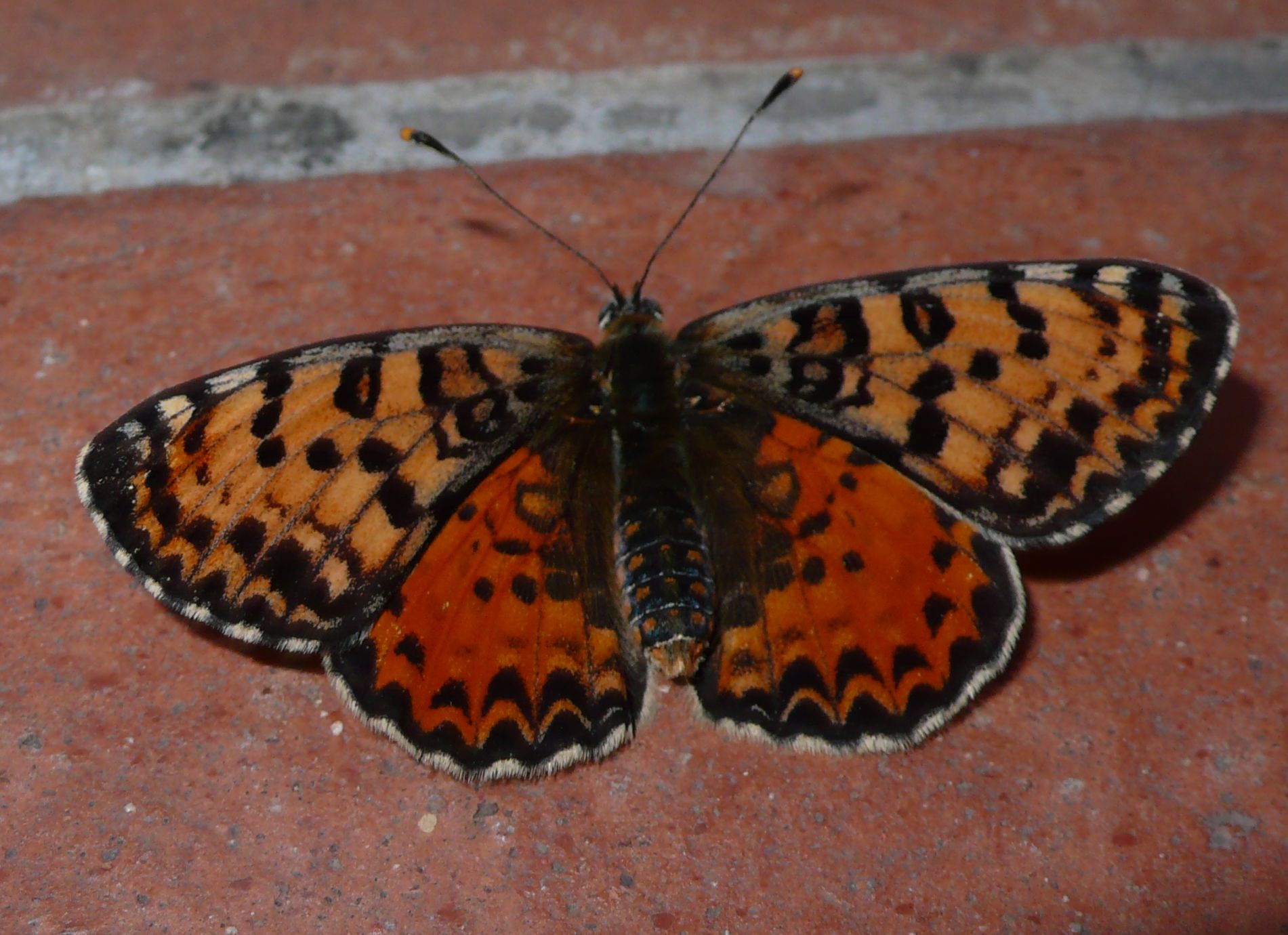 Uno sconosciuto (per me...) alla porta - Melitaea didyma