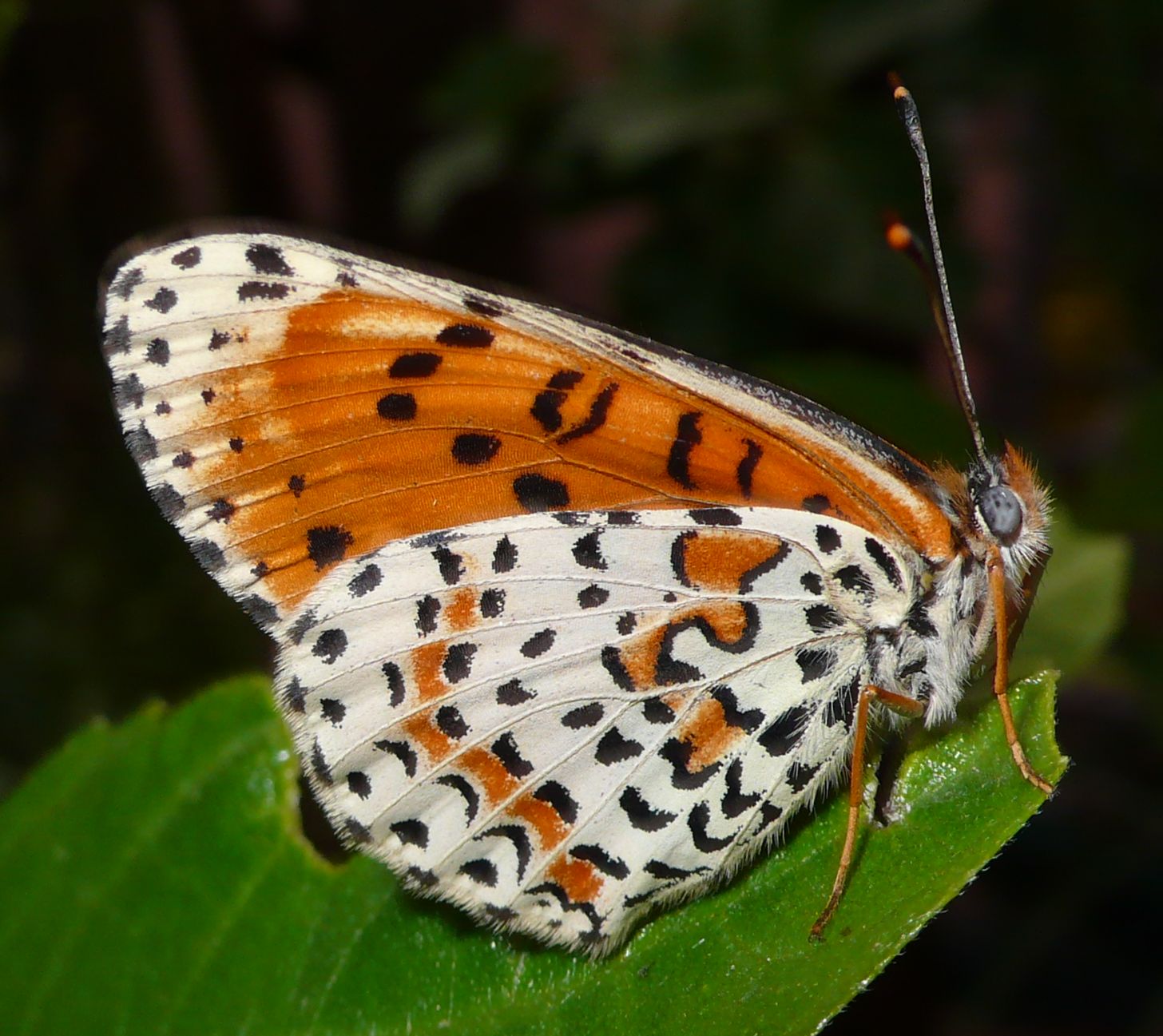 Uno sconosciuto (per me...) alla porta - Melitaea didyma