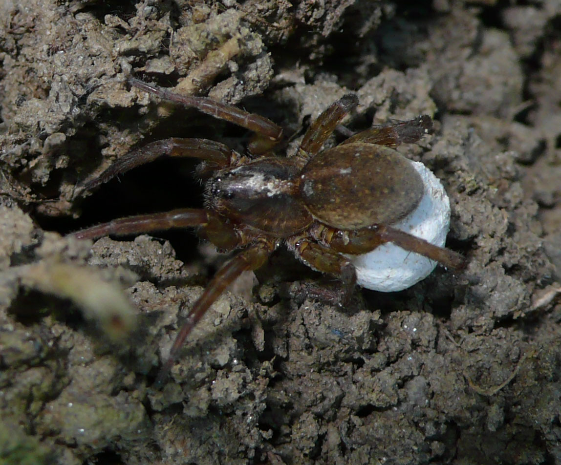 Mamy 1: Trochosa sp. (Lycosidae) con ovisacco