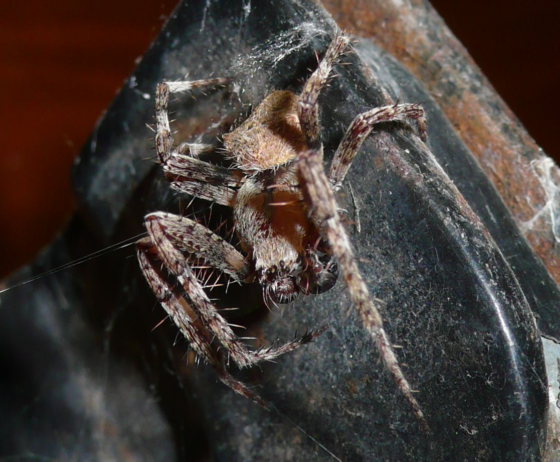 Araneus sp.