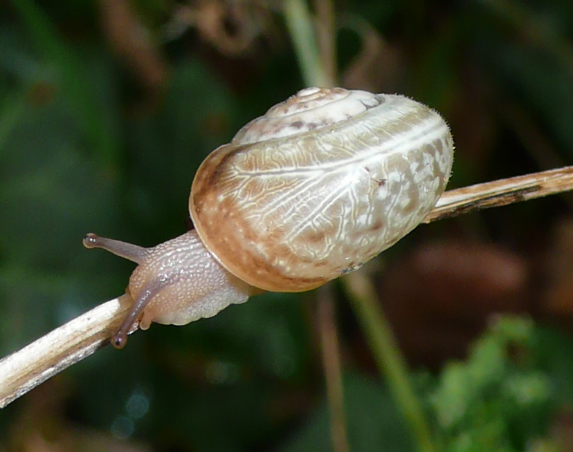 Monachina pelosetta