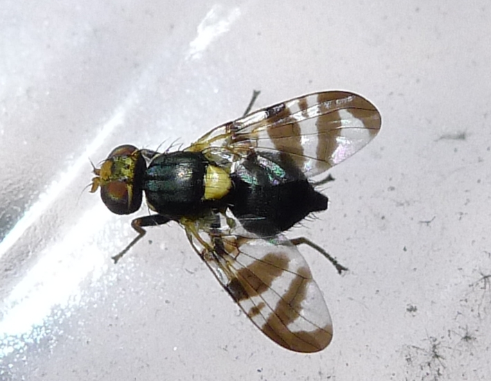 In giardino: Rhagoletis cerasi (Tephritidae)