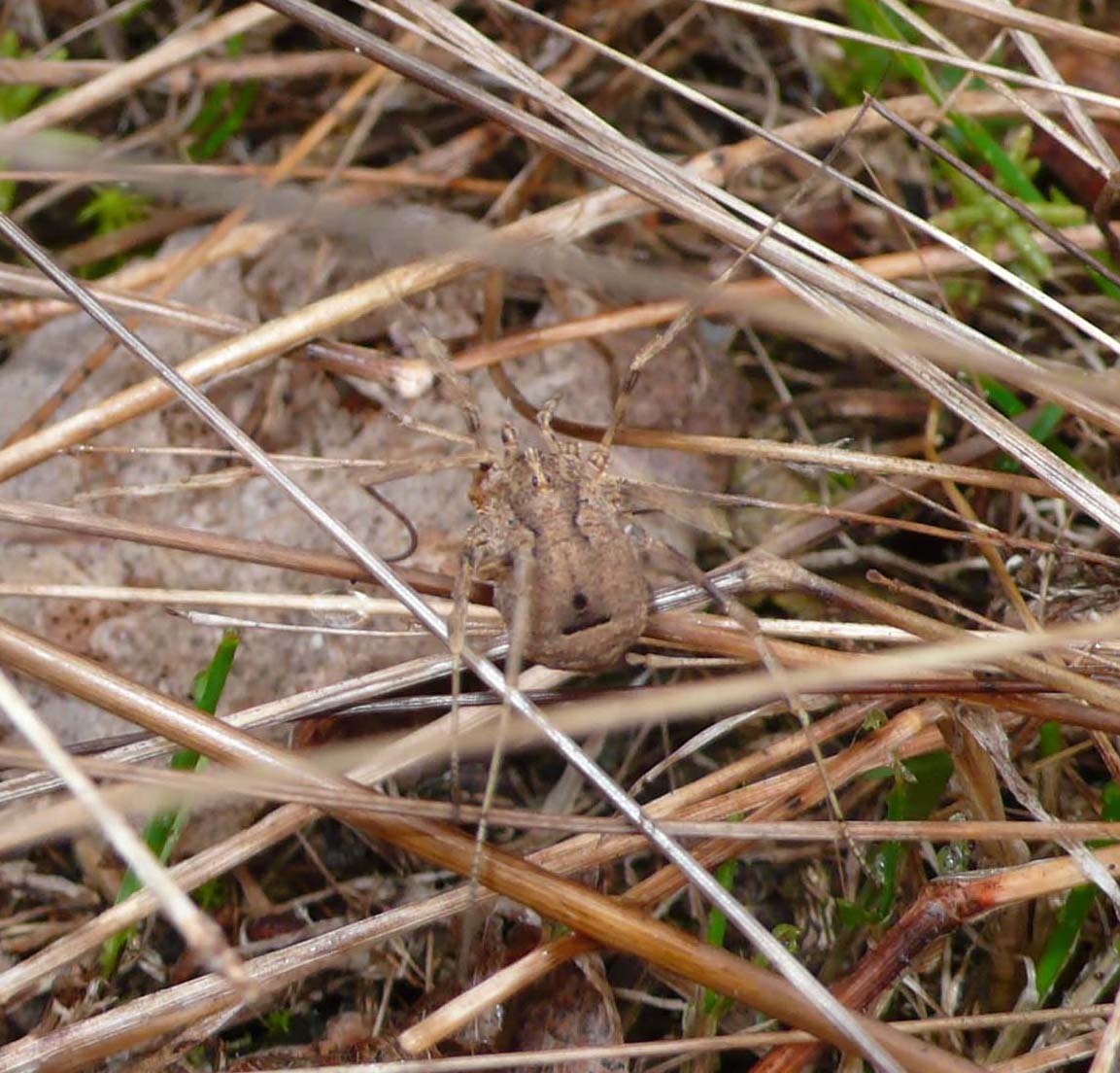 Opilione di bosco golenale (CR): Odiellus spinosus