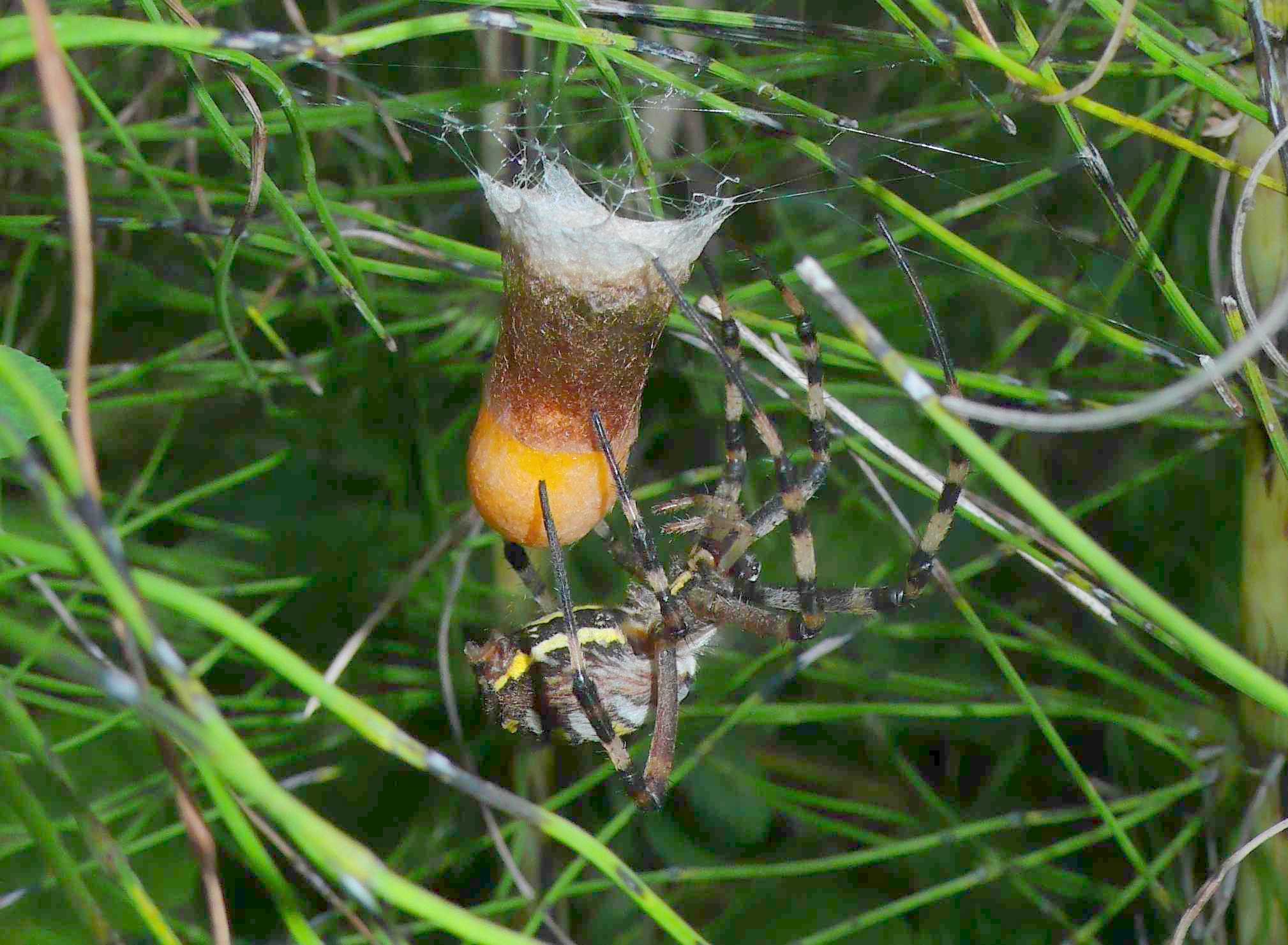 Argiope bruennichi