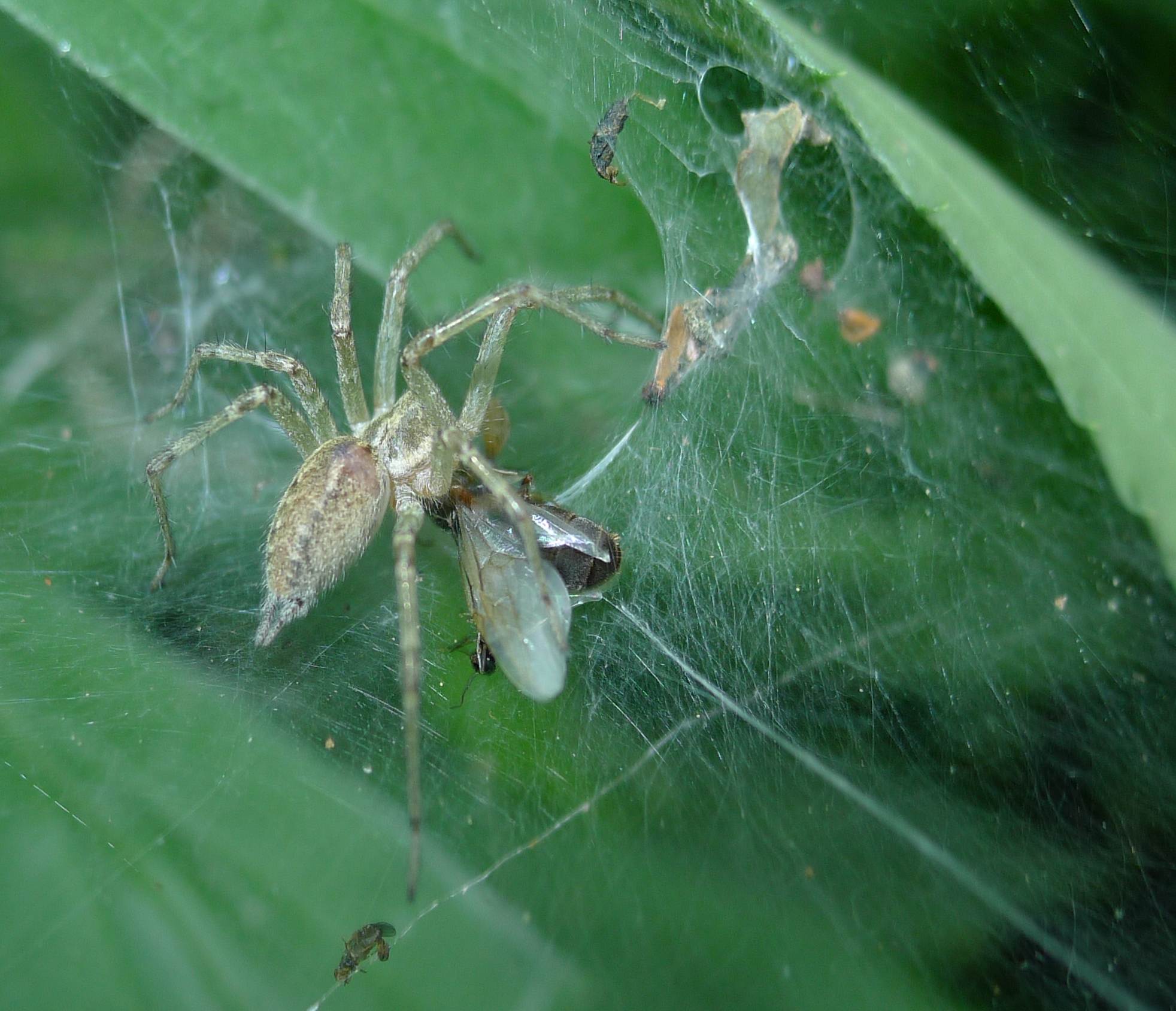 Allagelena gracilens