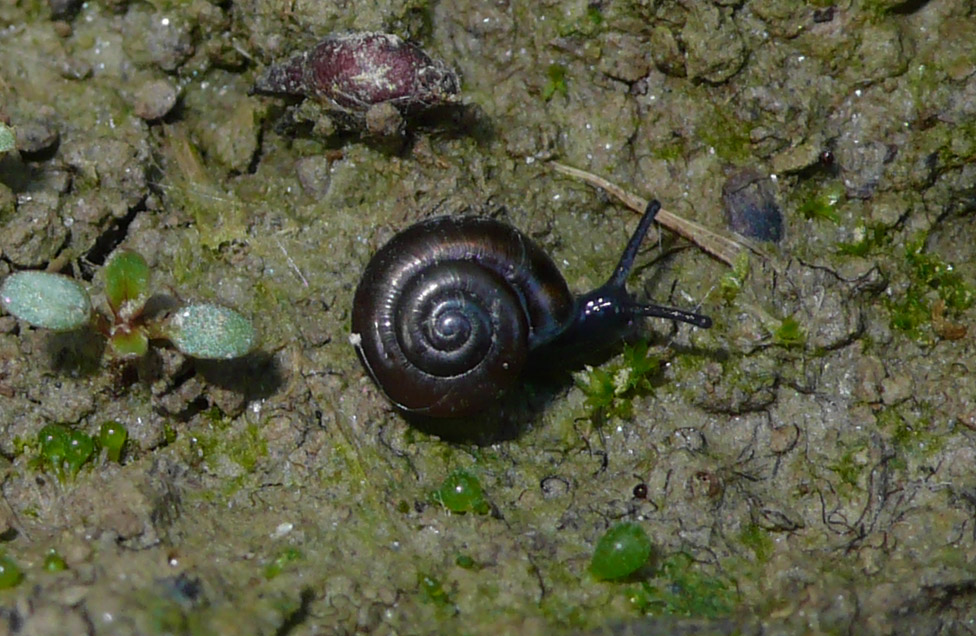 Piccole e pelose (Pseudotrichia rubiginosa)