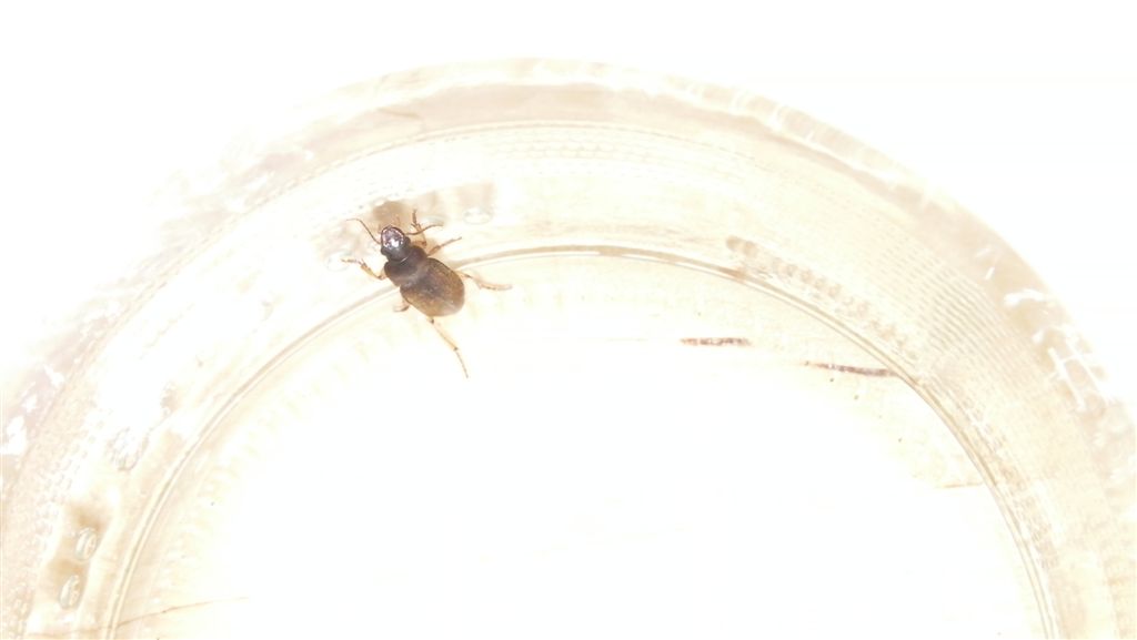 Pseudoophonus sp. (?)