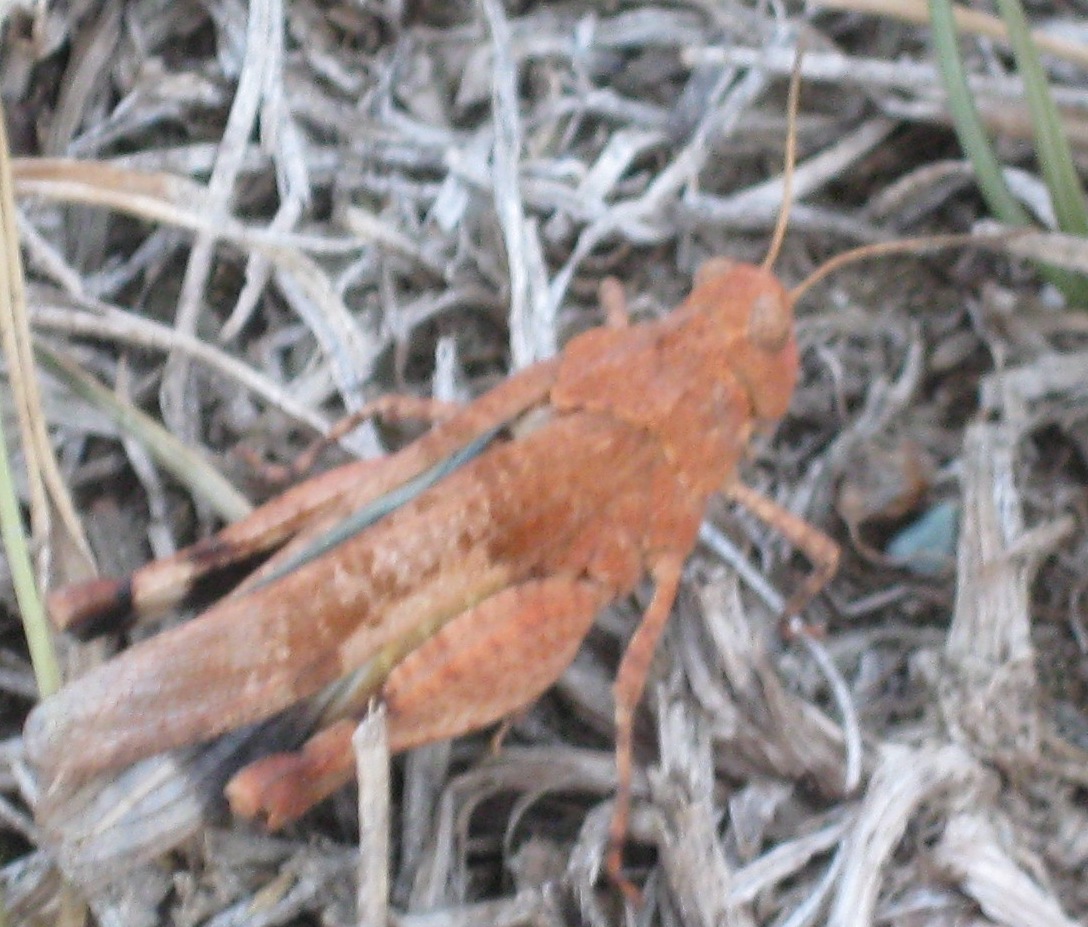 Cavalletta da Identificare