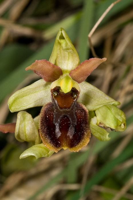 O. sphegodes nelle Marche