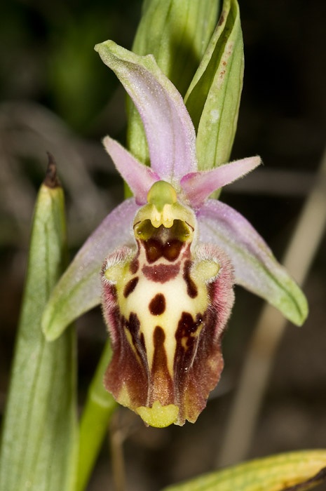 Tutte Ophrys dinarica o... holosericea?!