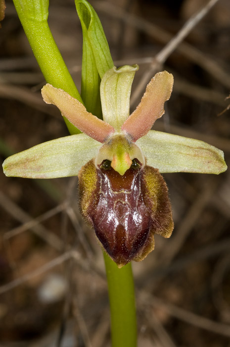 O. sphegodes nelle Marche