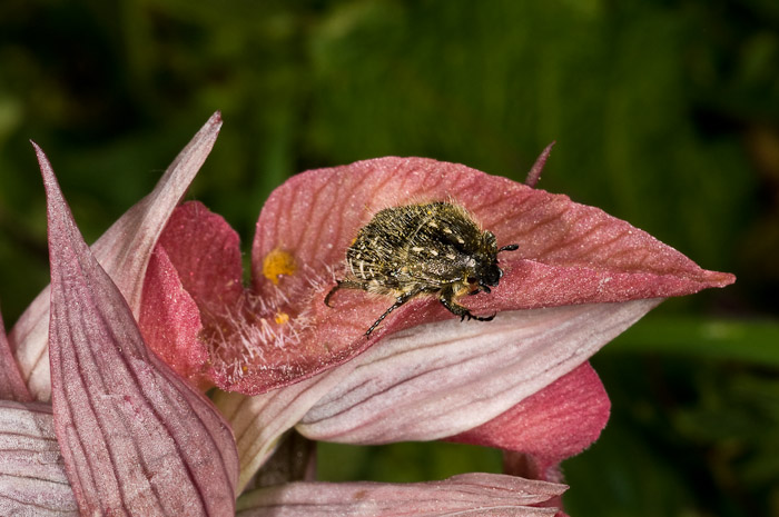 Serapias neglecta con Oxythyrea funesta (Elba)