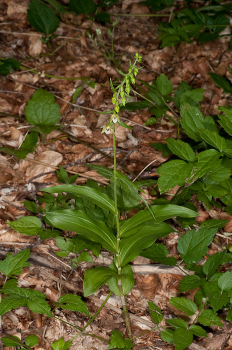 Epipactis di Monte Catria (PU) 1