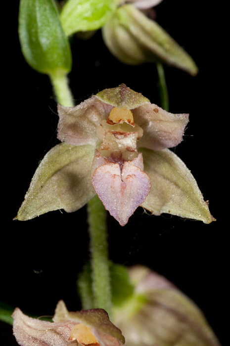 Epipactis di Monte Catria (PU) 5