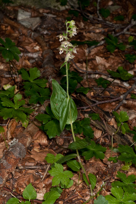 Epipactis di Monte Catria (PU) 6