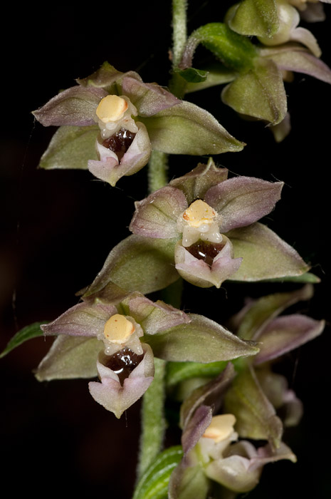 Epipactis di Monte Catria (PU) 6