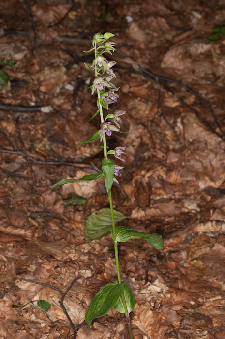 Epipactis di Monte Catria (PU) 7