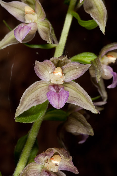 Epipactis di Monte Catria (PU) 7