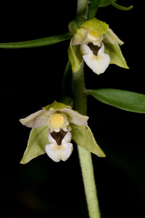 Epipactis di Monte Catria (PU) 1