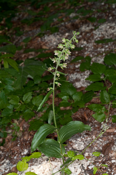 Epipactis di Monte Catria (PU) 2