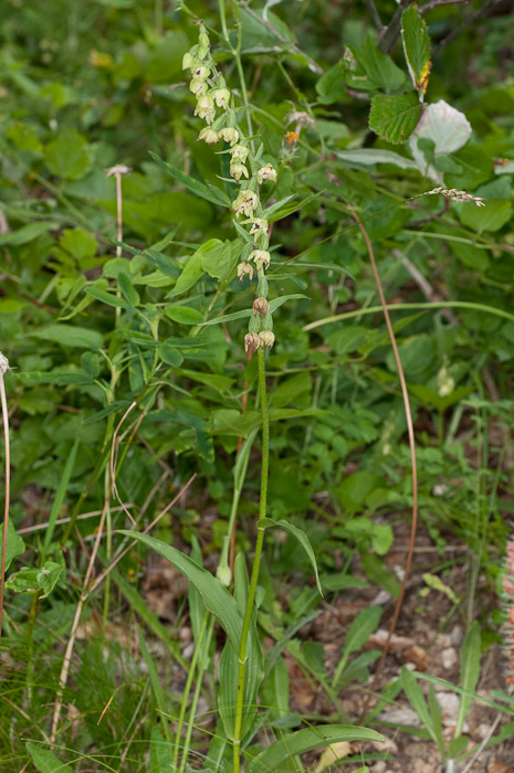 Epipactis di Monte Catria (PU) 3