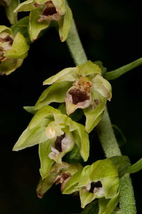 Epipactis di Monte Catria (PU) 3