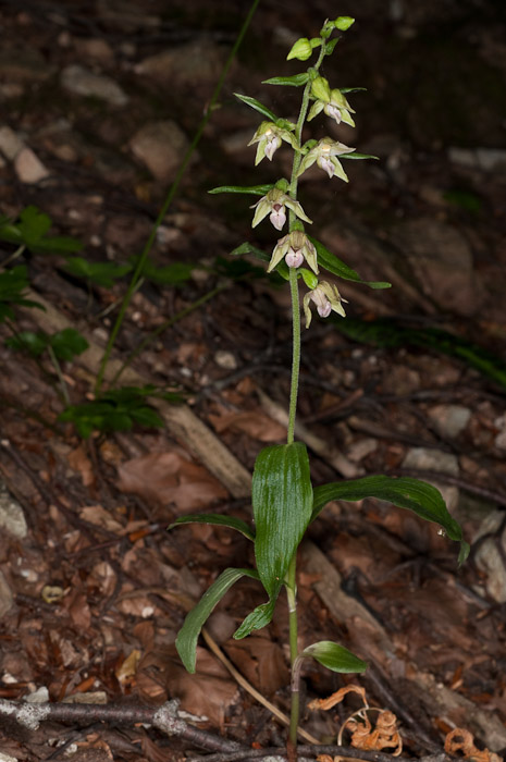 Epipactis di Monte Catria (PU) 4