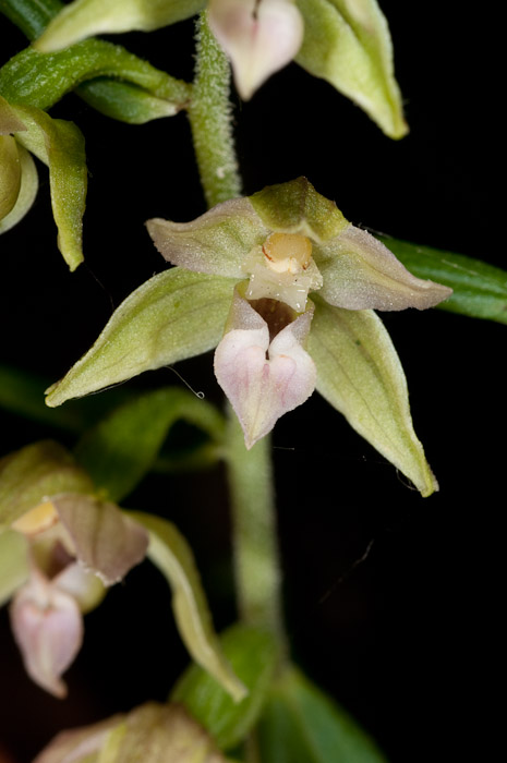 Epipactis di Monte Catria (PU) 4