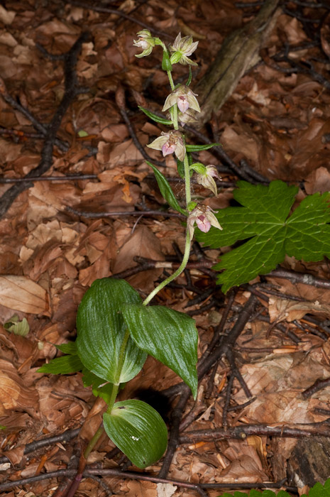 Epipactis di Monte Catria (PU) 5