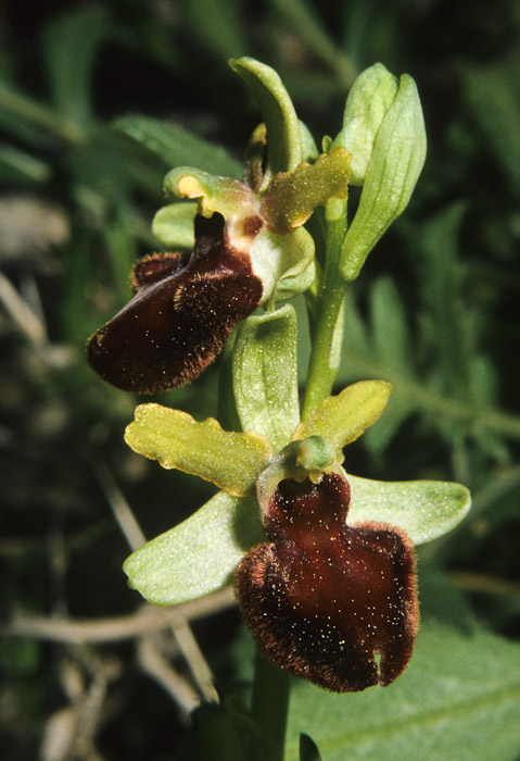 O. sphegodes senza macula (Gargano)