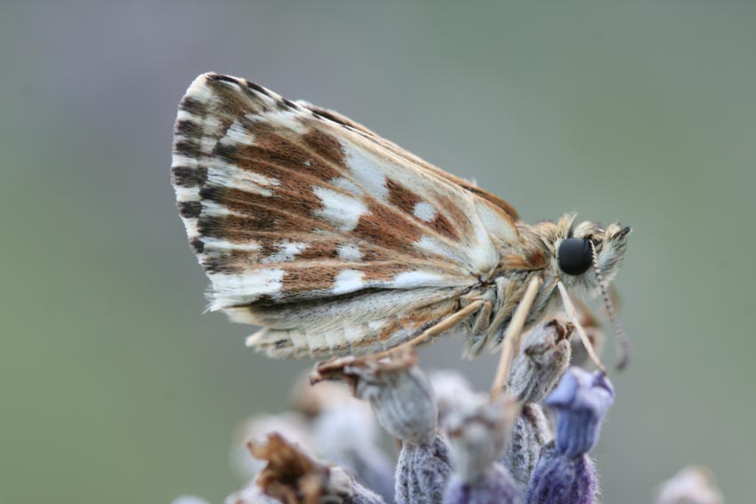 Identificazione  Hesperiidae