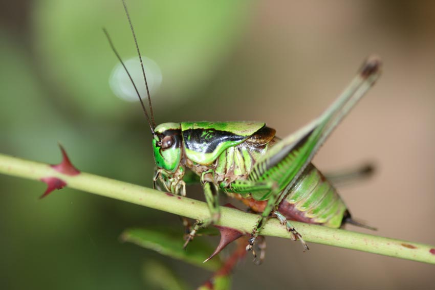 identificazione Grillo