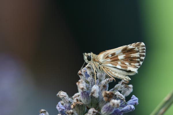 Identificazione  Hesperiidae