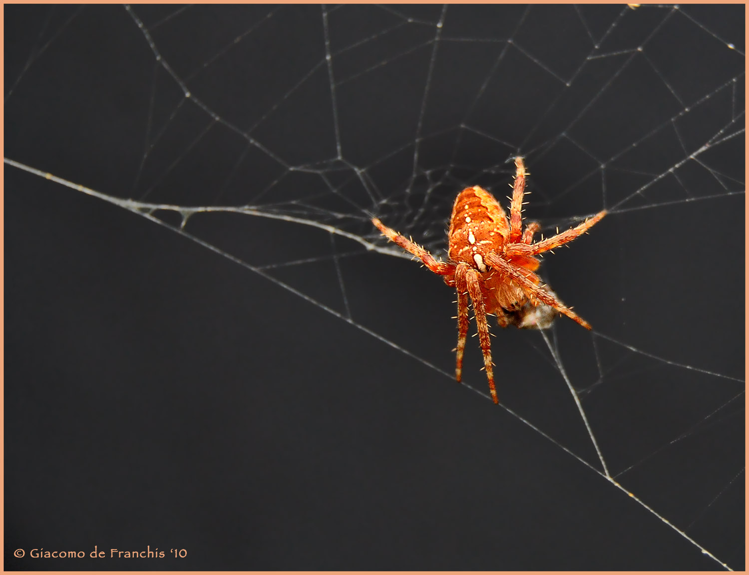 Araneus diadematus