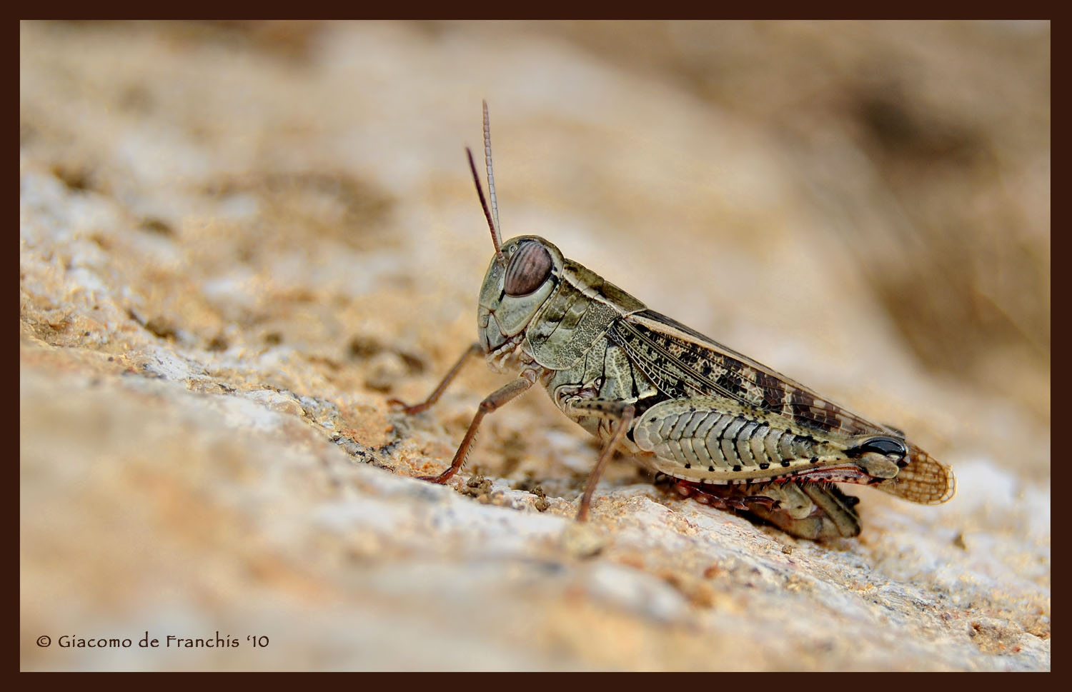 Calliptamus italicus