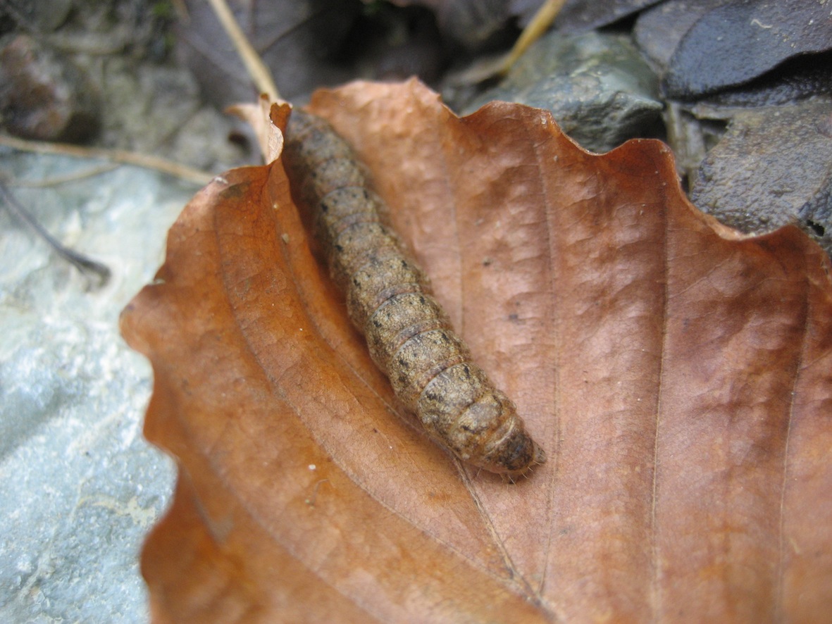 aiuto larva