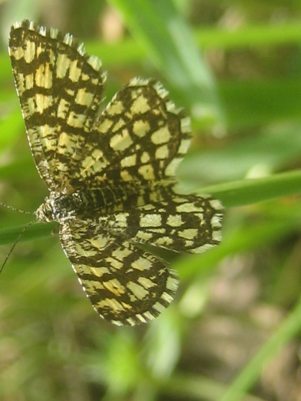 Riconoscimento Lycenidae?