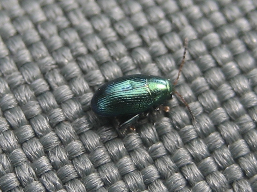 Chrysomeidae (Crepidodera aurata?)