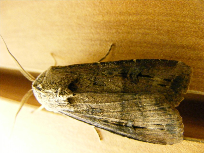 noctuidae da identificare2