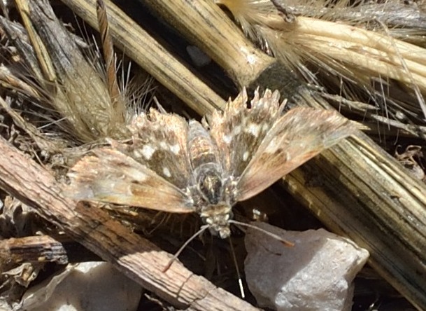 Carcharodus alceae, finalmente