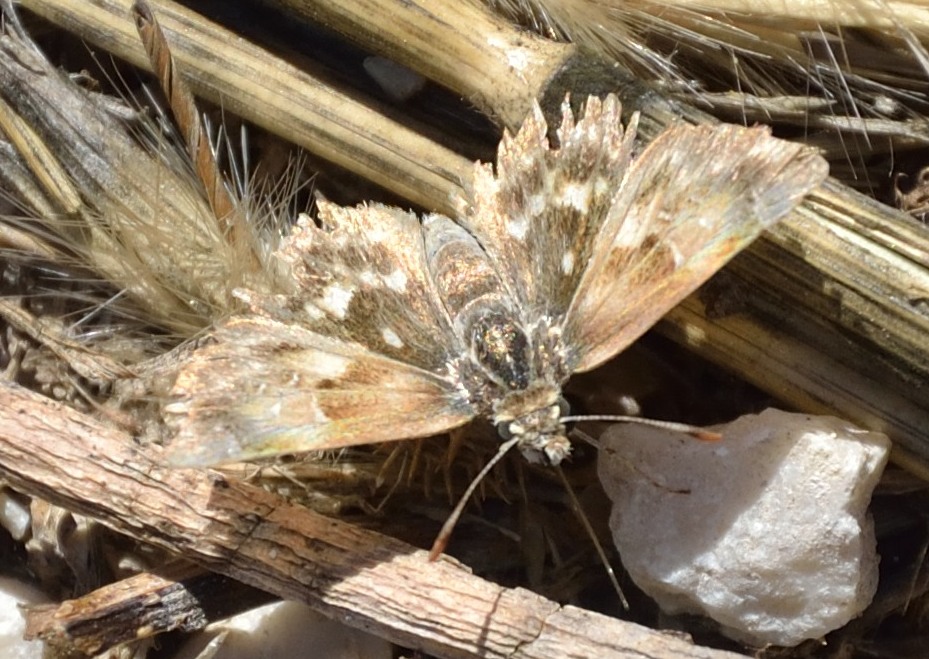 Carcharodus alceae, finalmente